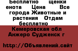 Бесплатно !!! щенки енота!! › Цена ­ 1 - Все города Животные и растения » Отдам бесплатно   . Кемеровская обл.,Анжеро-Судженск г.